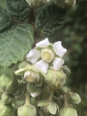 Rubus ellipticus