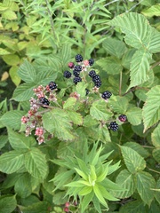 Rubus ablatus