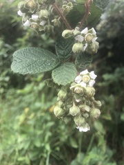 Rubus ellipticus