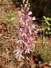 Dipodium elegantulum