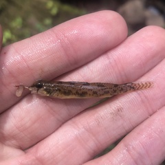 Etheostoma olmstedi