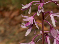 Dipodium elegantulum