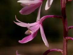 Dipodium elegantulum
