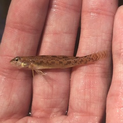 Etheostoma olmstedi
