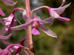 Dipodium elegantulum