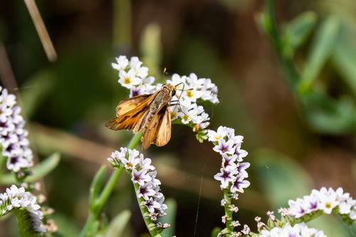iNaturalist observation photo of Fiery Skipper
