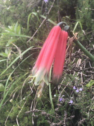 Phaedranassa dubia, photograph 4