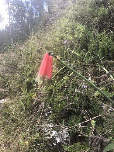 Phaedranassa dubia, photograph 6