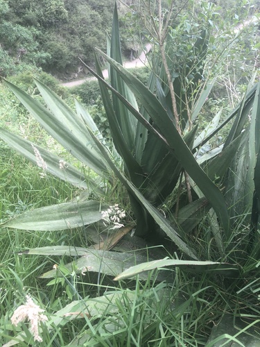 Phaedranassa dubia, photograph 5