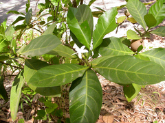 Atractocarpus sessilis