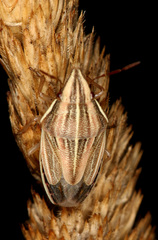 Aelia acuminata