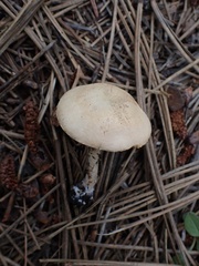 Cystoderma granosum