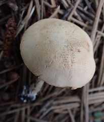 Cystoderma granosum
