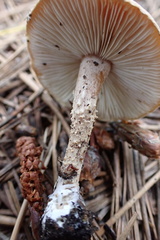 Cystoderma granosum