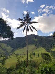 Ceroxylon quindiuense