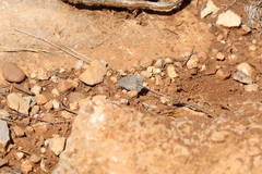 Hipparchia statilinus