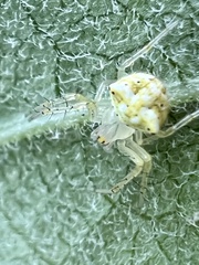 Araneus partitus