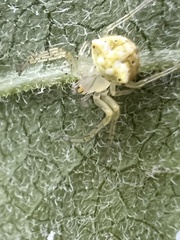 Araneus partitus