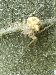 Araneus partitus