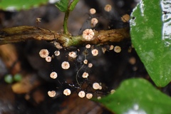 Marasmius crinis-equi