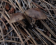 Inocybe proximella