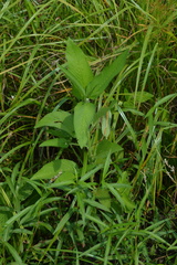 Caperonia palustris