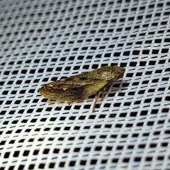 Omalophora pectoralis