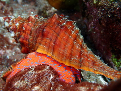 Triplofusus princeps