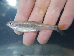 Lythrurus umbratilis