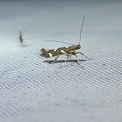 Calybites phasianipennella