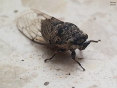 Cicadatra