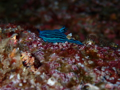 Tambja mullineri
