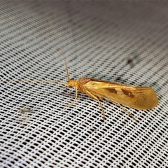 Limnephilus rhombicus