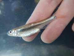 Notropis volucellus