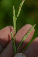 Paspalum denticulatum