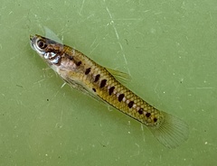 Cnesterodon decemmaculatus