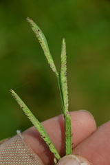 Paspalum denticulatum