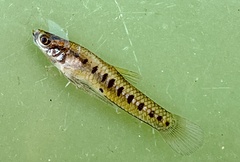 Cnesterodon decemmaculatus