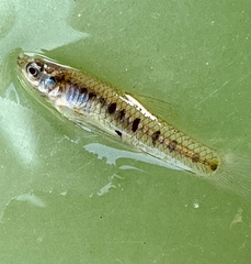 Cnesterodon decemmaculatus