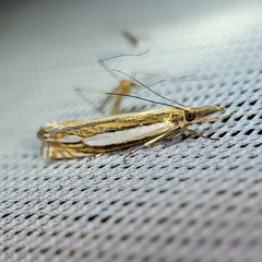 Crambus silvella