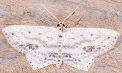 Scopula cacuminaria