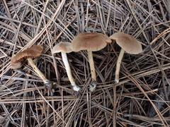 Cortinarius laetus