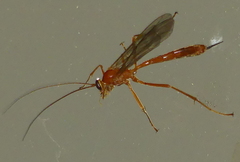 Netelia testacea