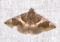 Dysgonia torrida