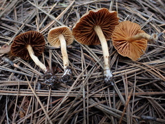 Cortinarius laetus