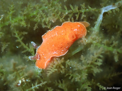 Rostanga rubra