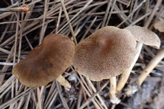 Cortinarius laetus