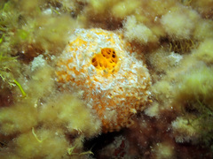 Tethya citrina