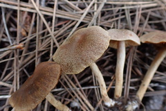 Cortinarius laetus