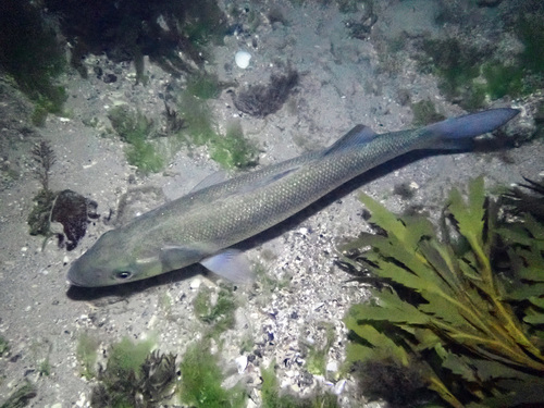 European Seabass, photo 6 of 10